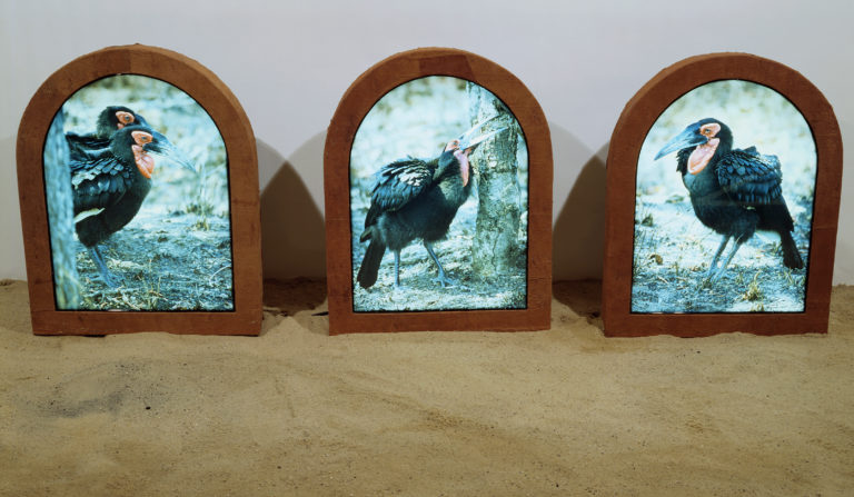 Hornbill lightsculptures installations. Each frame was fitted with a color transparency. The frames were made of wood and tree bark and waterproofed.